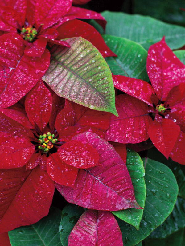 Vibrant red poinsettia flowers with green leaves, some glistening with droplets of water, perfect for a Christmas Ponsettia c